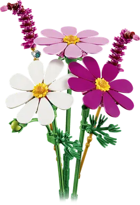 Stolt kavaler-blomster