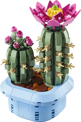 Blomstrende kaktus