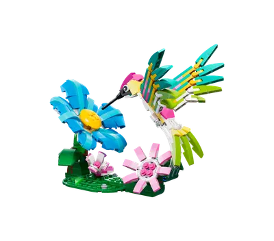 Vilde dyr: Farverig kolibri