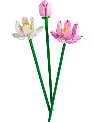 Lotusblomster