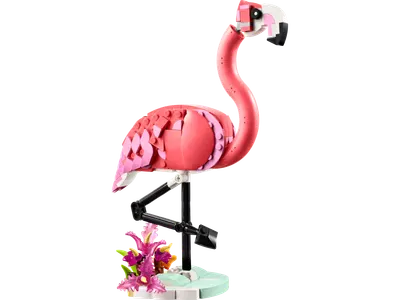 Vilde dyr: Pink flamingo