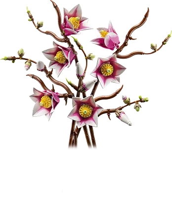 Magnolia-grene