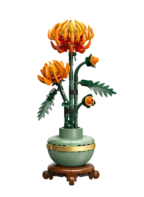 Krysantemum