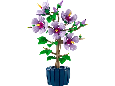 Hibiscus