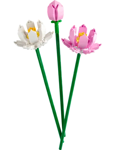 Lotusblomster
