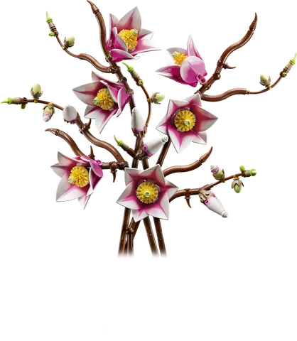Magnolia-grene