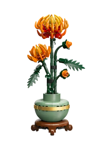 Krysantemum