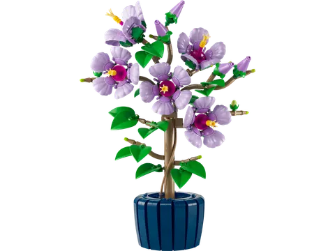 Hibiscus