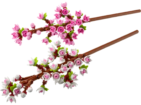 kirsebærblomster
