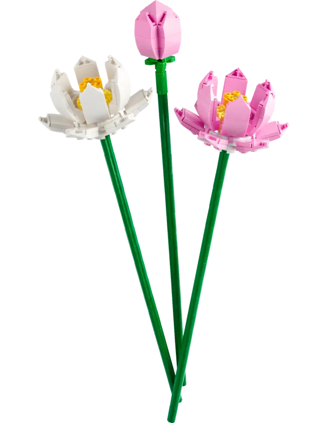 Lotusblomster