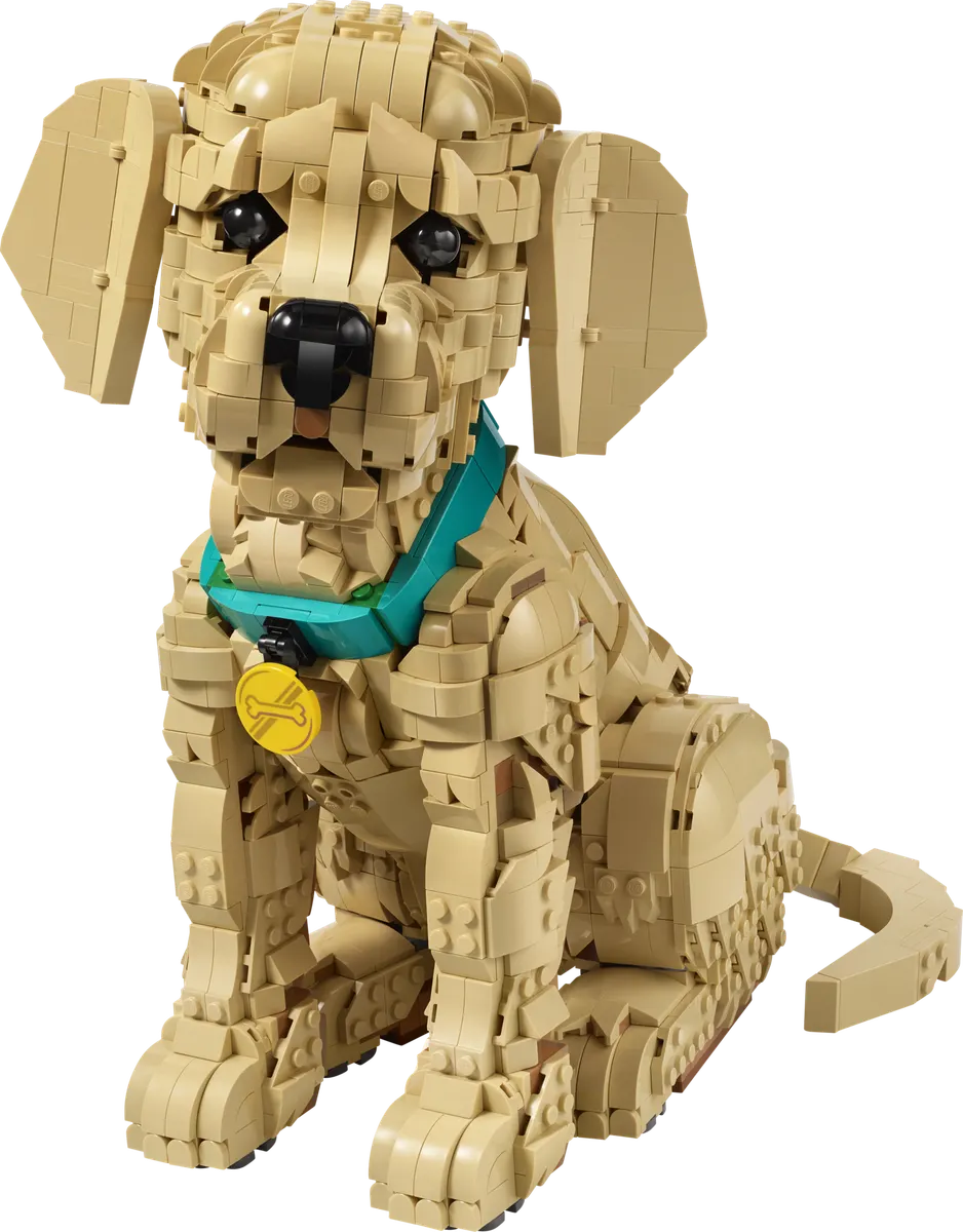 Golden retriever-hvalp