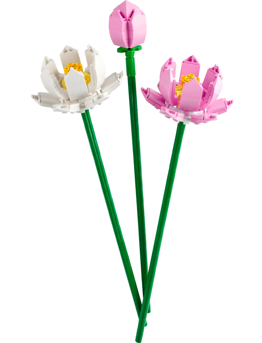 Lotusblomster