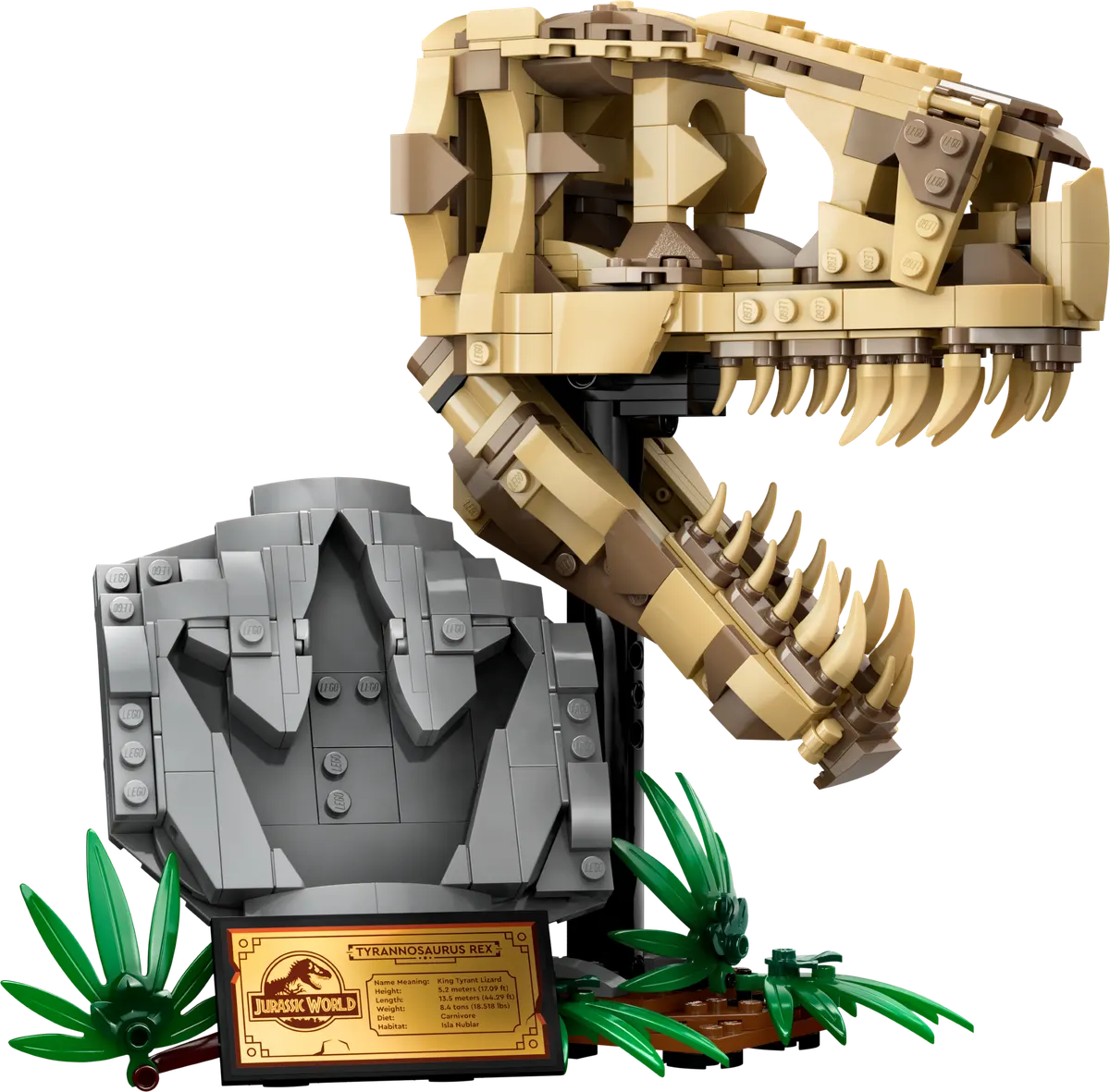 Dinosaurfossiler: T. rex-kranium