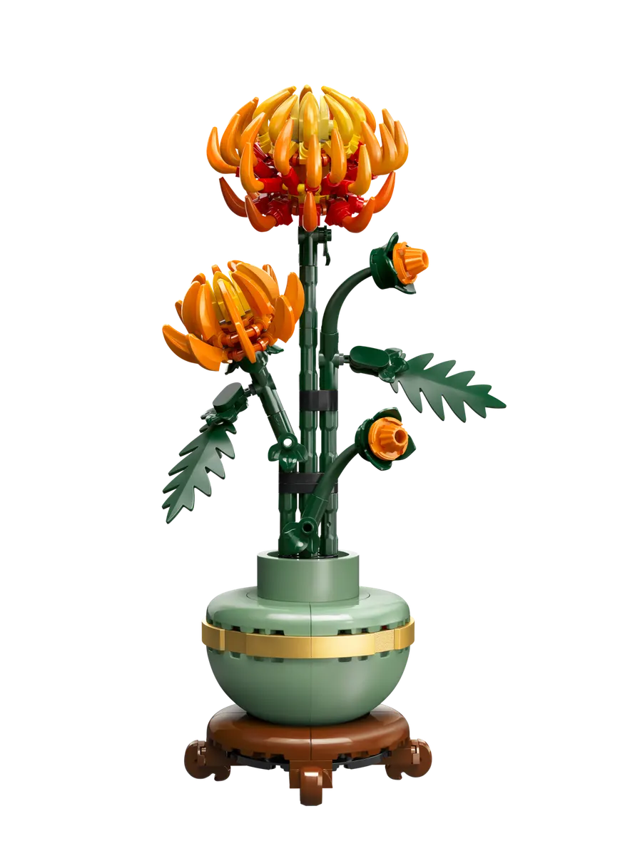 Krysantemum