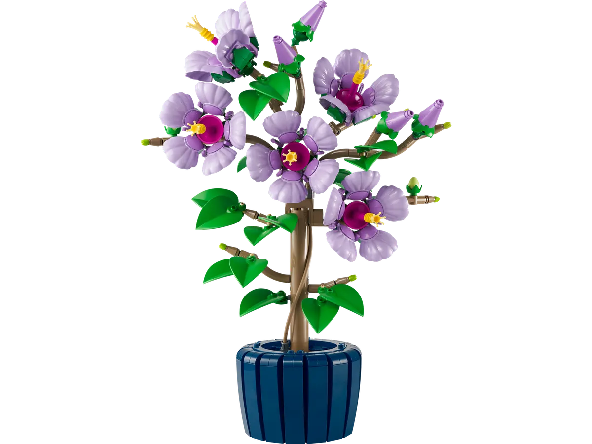 Hibiscus